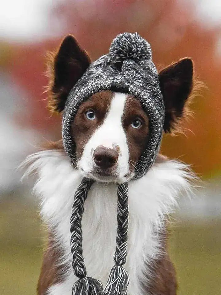 Canine Cap Companion - PawLuxe