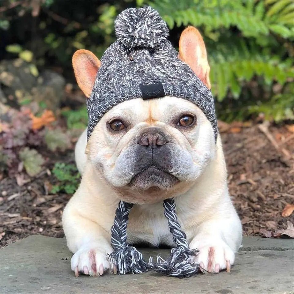 Canine Cap Companion - PawLuxe