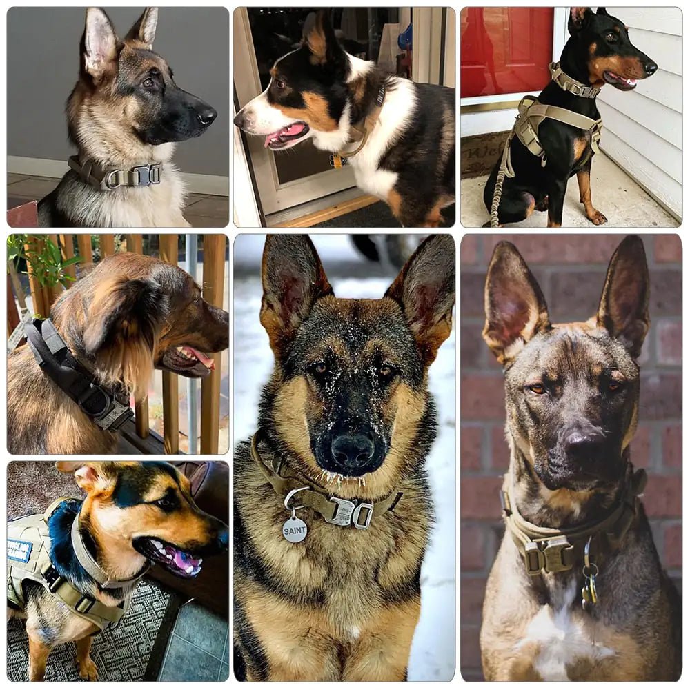 Dog Collar - PawLuxe