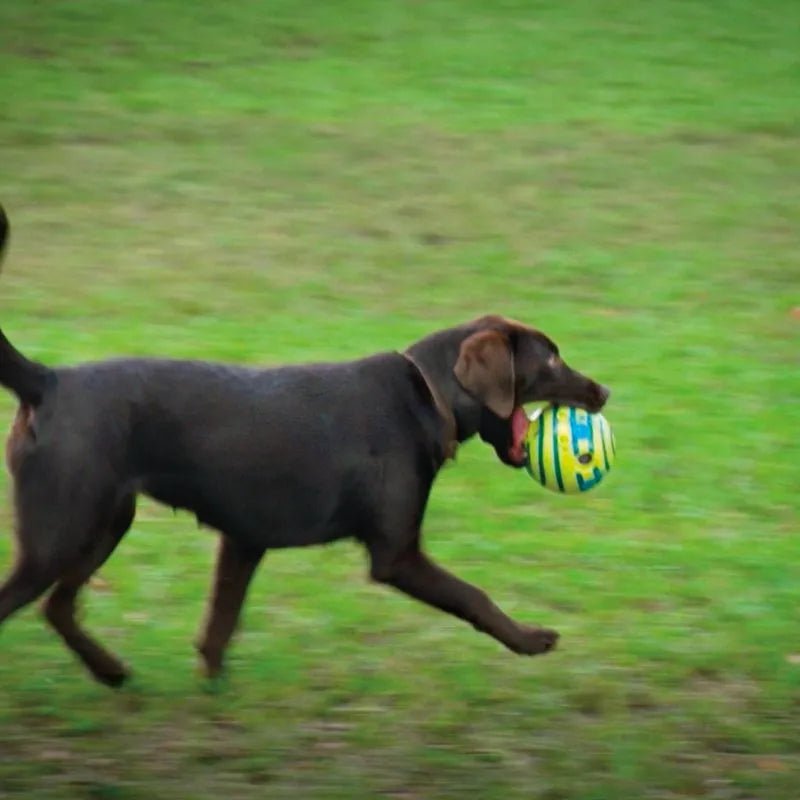 The Wobble Wag - PawLuxe