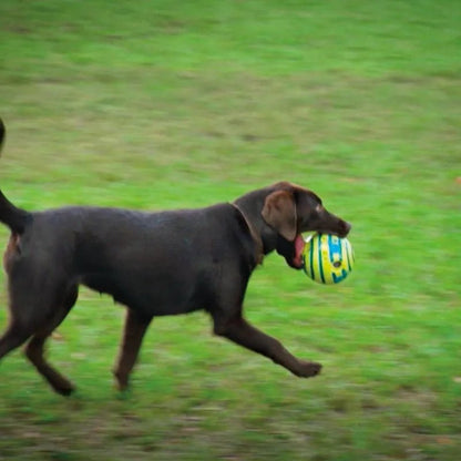 The Wobble Wag - PawLuxe